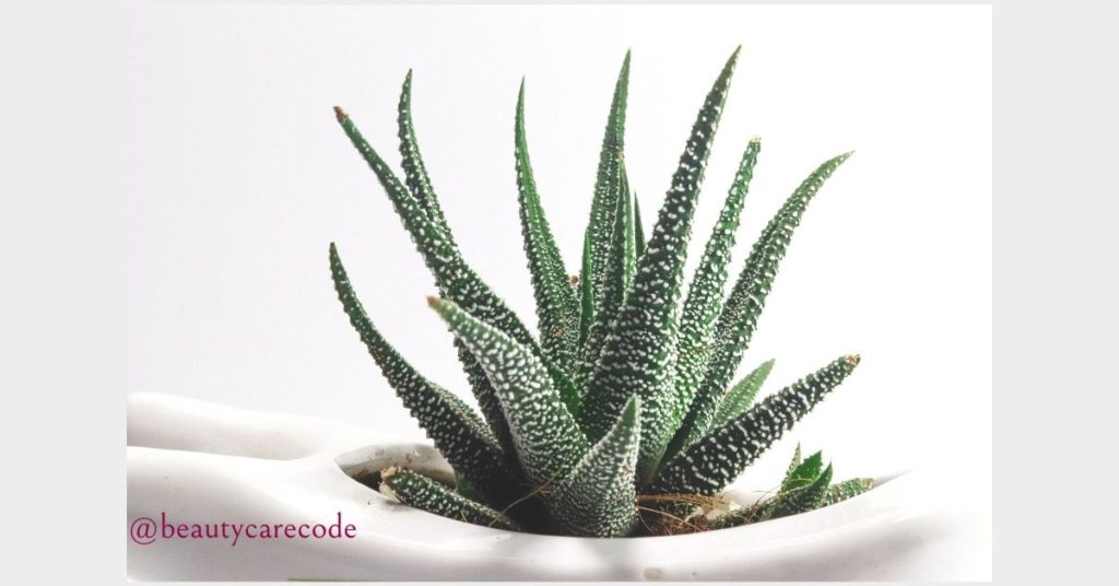 An image of Aloe vera plant in little white vase in white backgound
